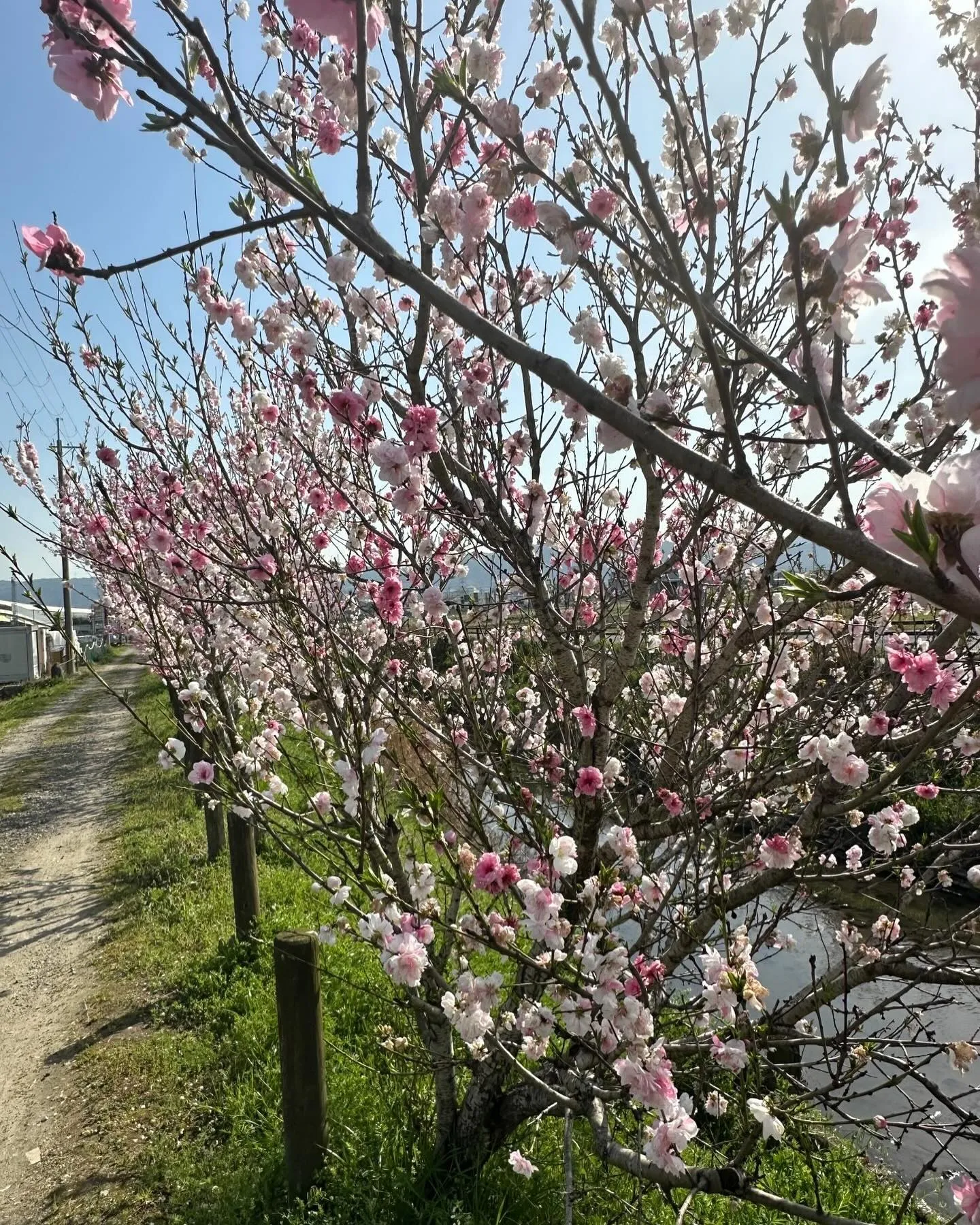 今日は京都まで配達です🚚途中桜が咲いてたので写真撮りました🌸