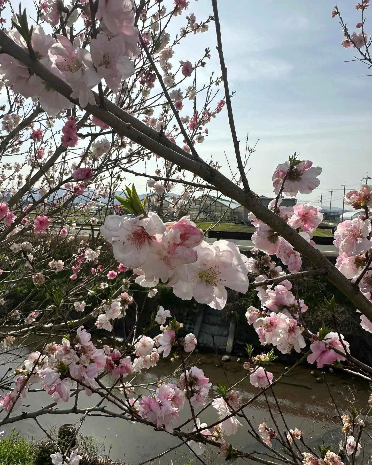今日は京都まで配達です🚚途中桜が咲いてたので写真撮りました🌸