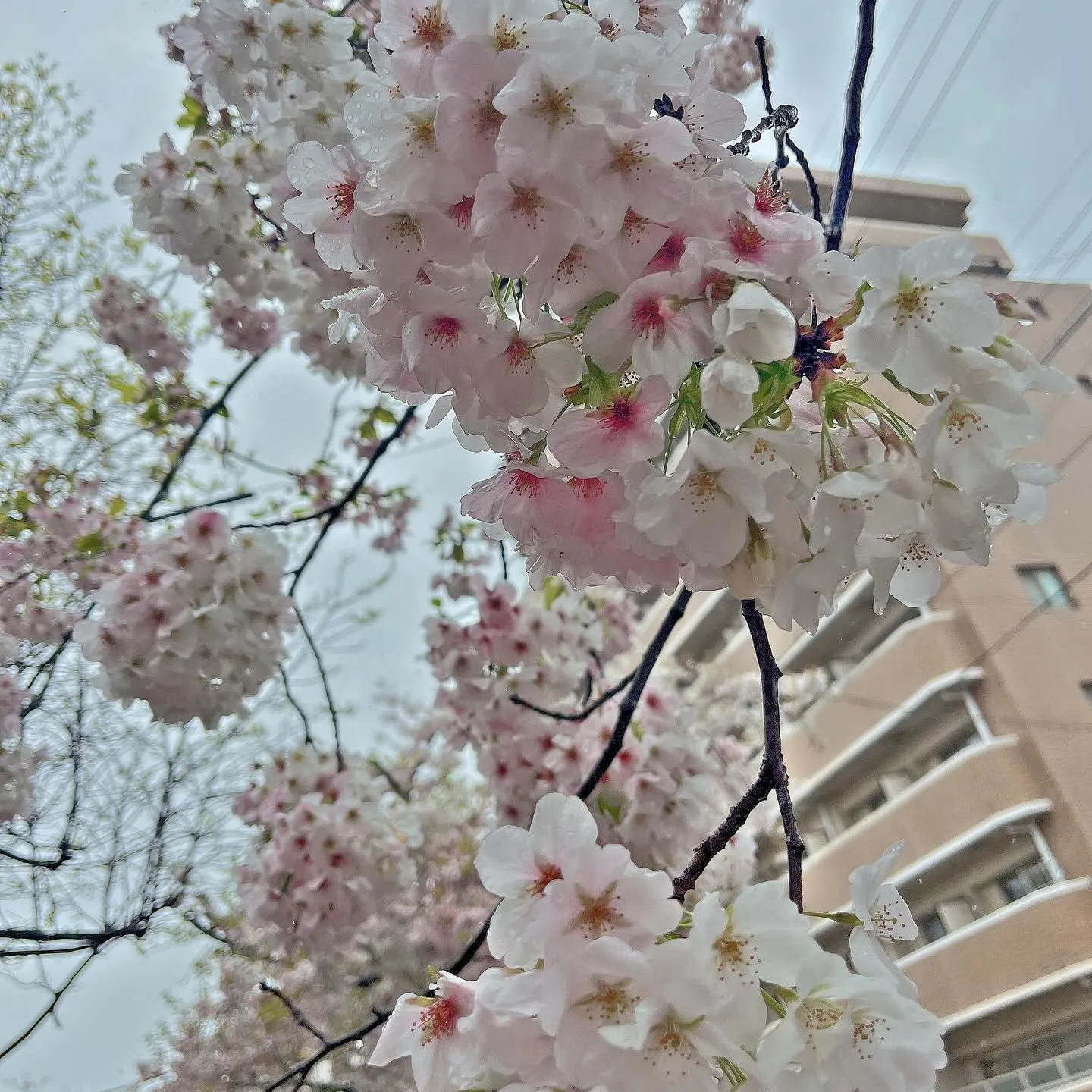 今日は配送場所で桜が咲いてた！🌸