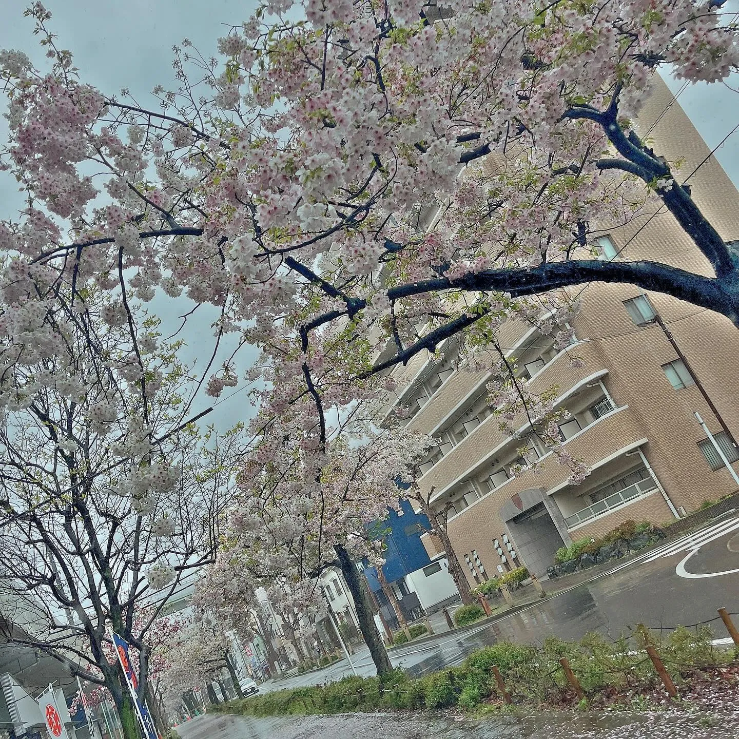 今日は配送場所で桜が咲いてた！🌸